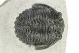 Bargain, Hollardops Trilobite - Ofaten, Morocco #254487-1